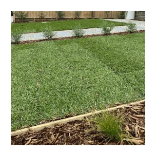 Kikuyu Grass