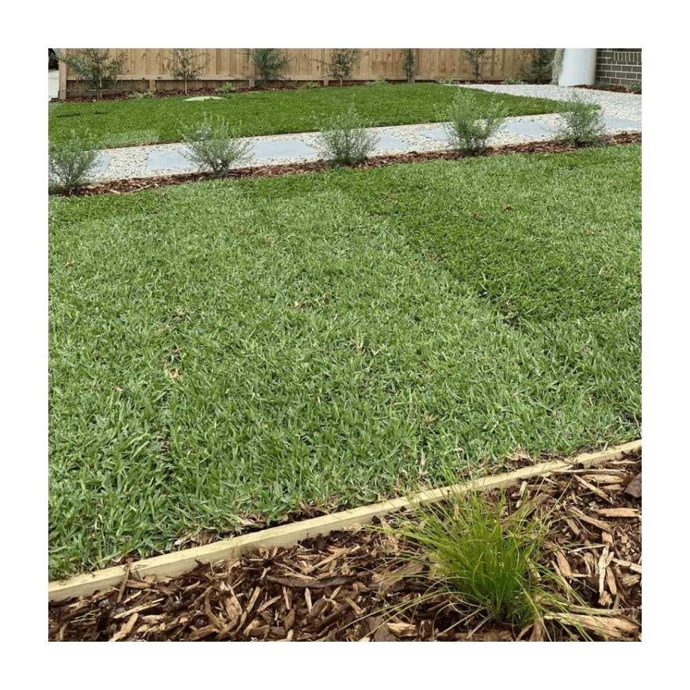 Kikuyu Grass