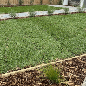 BuildBarn Melbourne Timber Supply - Kikuyu Grass