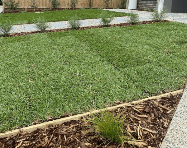 Kikuyu Grass - BuildBarn Melbourne.
