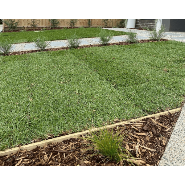 Kikuyu Grass - BuildBarn Melbourne.